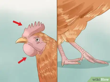 Imagen titulada Tell if a Chicken is Sick Step 11