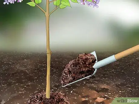 Imagen titulada Prune Lilacs Step 9