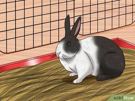 Imagen titulada Care for Dutch Rabbits Step 3