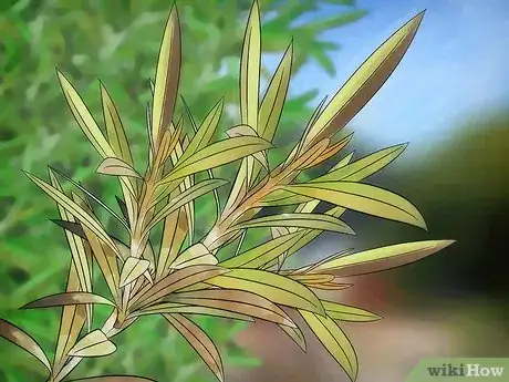 Imagen titulada Prune Oleander Step 6