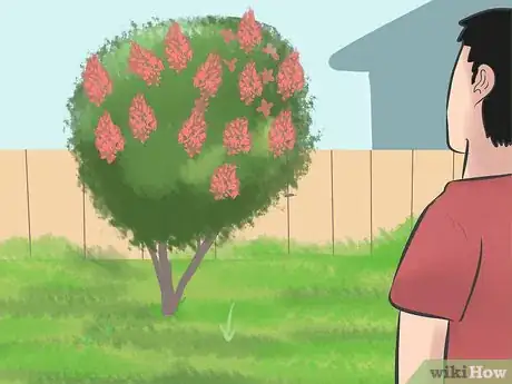 Imagen titulada Prune a Crepe Myrtle Step 4