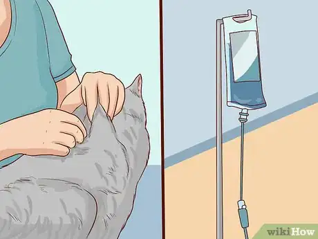 Imagen titulada Check Cats for Dehydration Step 10