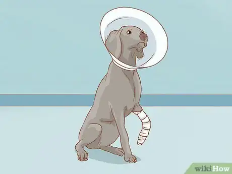 Imagen titulada Help a Dog Recover from a Broken Leg Step 13