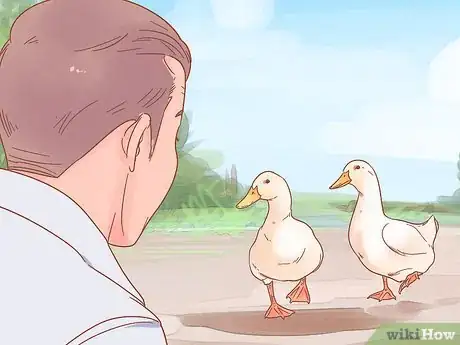 Imagen titulada Take Care of Ducklings Step 16