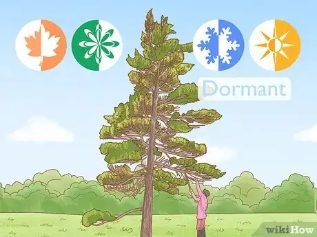 Imagen titulada Prune White Pine Trees Step 3