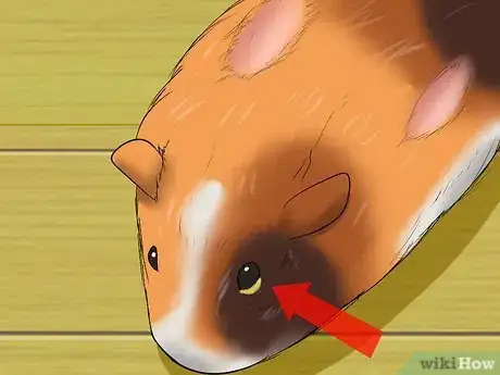 Imagen titulada Know if a Pet Guinea Pig Is Ill Step 8