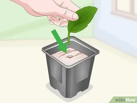 Imagen titulada Propagate African Violets Step 4