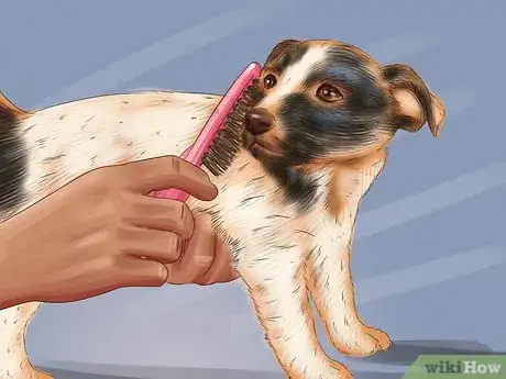 Imagen titulada Care for a Jack Russell Step 3