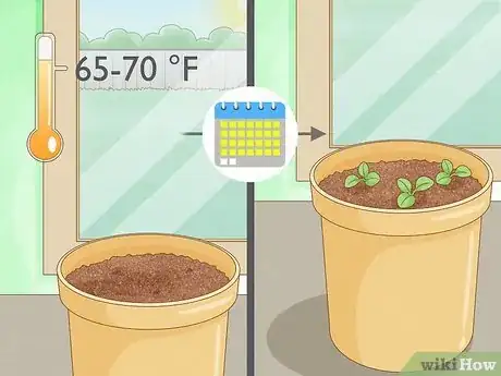 Imagen titulada Plant Forget Me Not Seeds Step 9