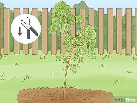 Imagen titulada Prune a Fruit Tree Step 5