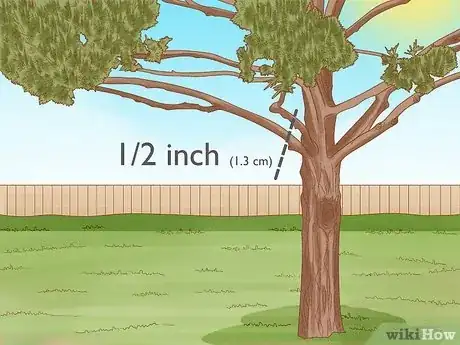 Imagen titulada Prune White Pine Trees Step 5