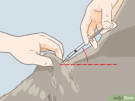 Imagen titulada Give an Insulin Shot to Dogs Step 8
