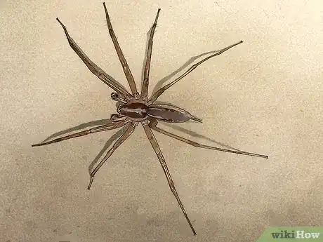 Imagen titulada Identify a Garden Spider Step 11