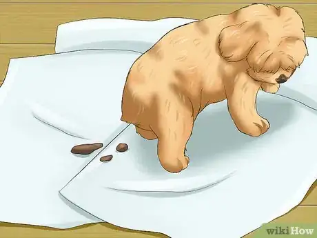 Imagen titulada Care for Maltipoos Step 14