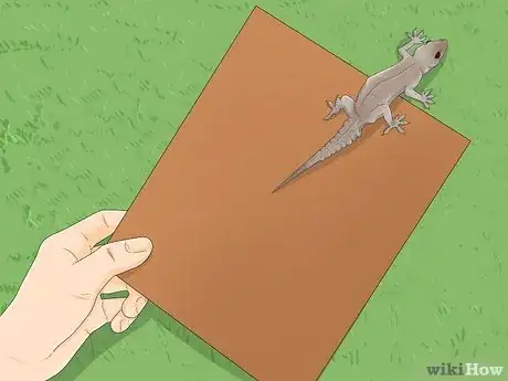 Imagen titulada Catch a Lizard in the House Step 12
