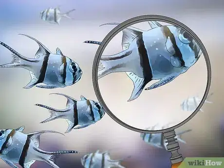 Imagen titulada Start a Saltwater Aquarium Step 27