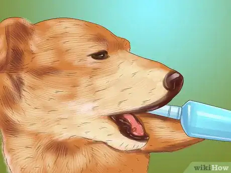 Imagen titulada Care for a Jack Russell Step 5