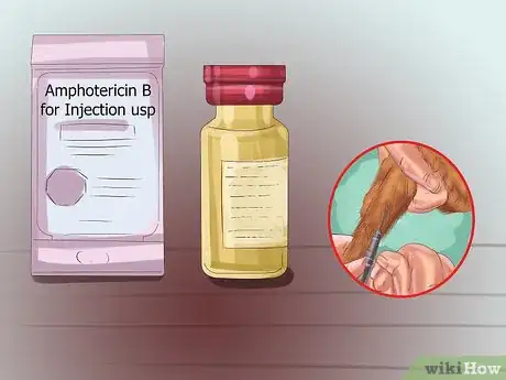 Imagen titulada Treat Aspergillosis in Dogs Step 6