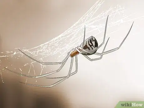 Imagen titulada Identify a Garden Spider Step 12