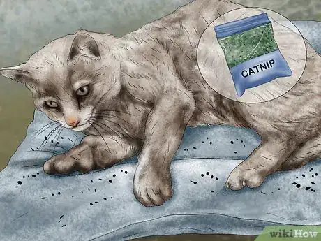 Imagen titulada Encourage a Cat to Use Its Bed Step 10