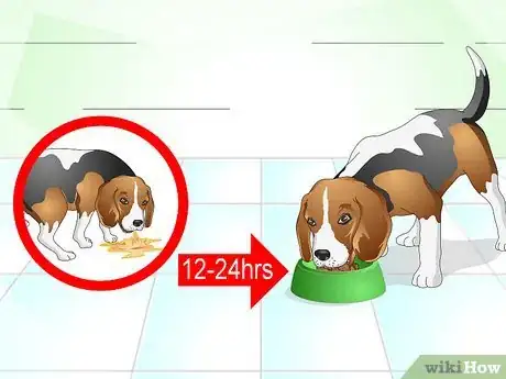 Imagen titulada Nurse a Dog when It's Sick Step 9