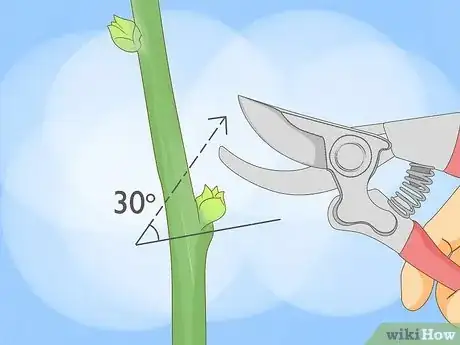 Imagen titulada Prune a Fruit Tree Step 6