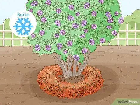 Imagen titulada Care for a Purple Flower Potato Bush Step 12