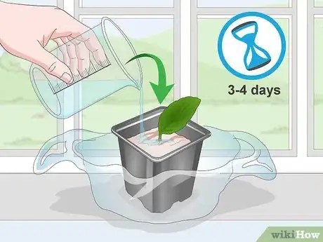 Imagen titulada Propagate African Violets Step 7