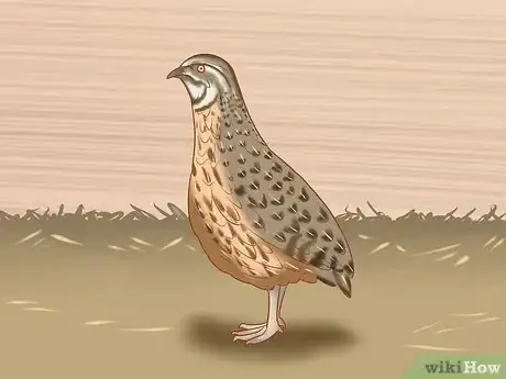 Imagen titulada Get Quails to Lay Eggs Step 10