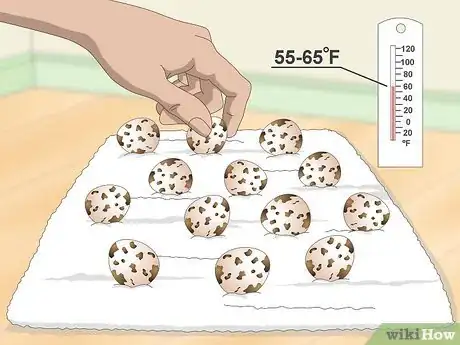 Imagen titulada Hatch Quail Chicks Step 4