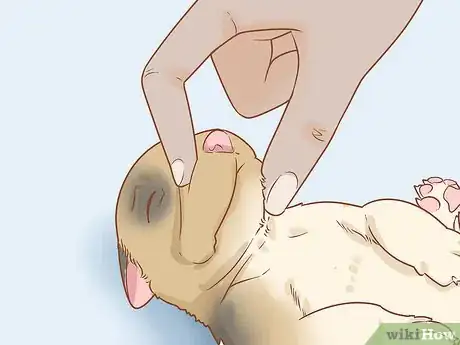 Imagen titulada Revive a Puppy Step 14