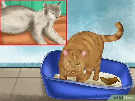 Imagen titulada Tell if Your Cat Has a Food Intolerance Step 1
