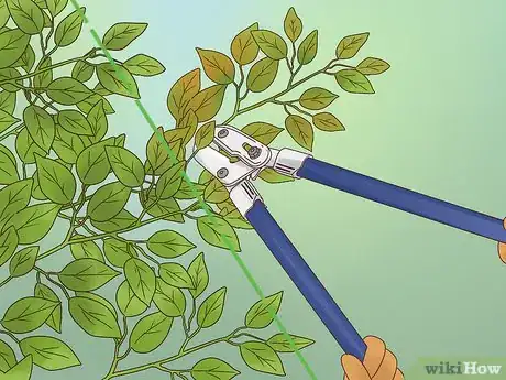 Imagen titulada Prune a Ficus Tree Step 13