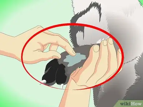 Imagen titulada Get Rid of Dry Skin on Cats Step 10