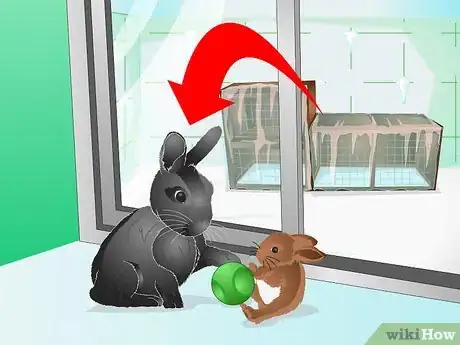 Imagen titulada Keep a Rabbit Warm Step 11