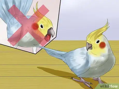 Imagen titulada Massage a Cockatiel Step 1