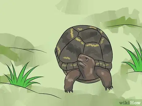 Imagen titulada Care for Your Box Turtle Step 11