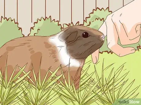 Imagen titulada Help Your Guinea Pig Live a Long Life Step 7