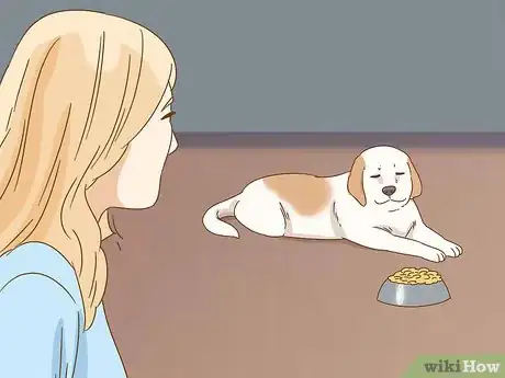 Imagen titulada Care for a Dog With a Broken or Fractured Pelvis Step 10