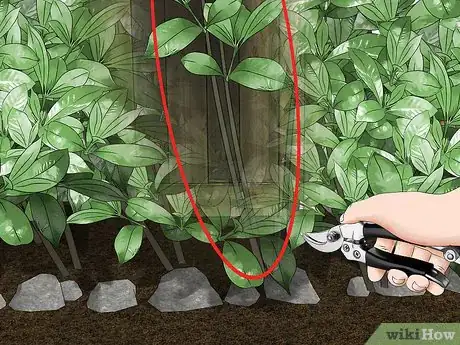 Imagen titulada Trim Shrubs Step 12