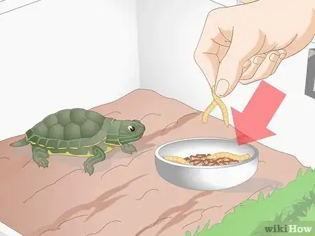 Imagen titulada Feed Your Turtle if It is Refusing to Eat Step 6