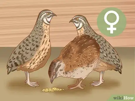 Imagen titulada Get Quails to Lay Eggs Step 12