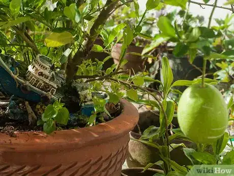 Imagen titulada Ripen Lemons Step 9
