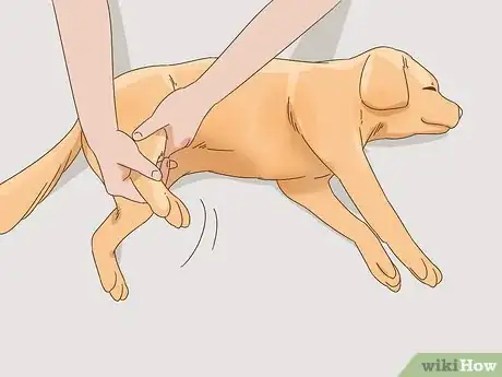 Imagen titulada Care for a Dog With a Broken or Fractured Pelvis Step 14