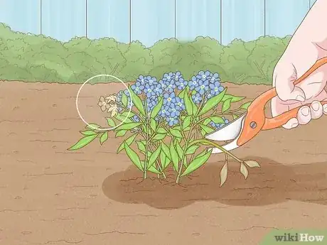 Imagen titulada Plant Forget Me Not Seeds Step 13