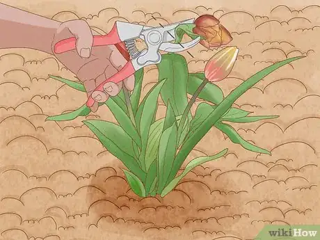 Imagen titulada Prune Tulips Step 2