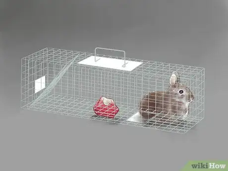 Imagen titulada Get Rid of Rabbits Step 10