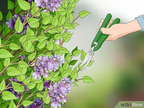 Imagen titulada Prune Lilacs Step 5