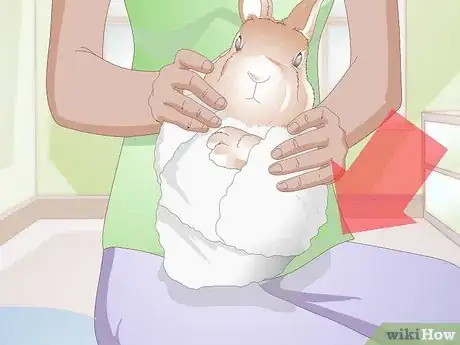 Imagen titulada Trim Rabbit Toenails Step 4