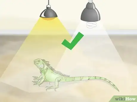 Imagen titulada Care for an Iguana Step 1